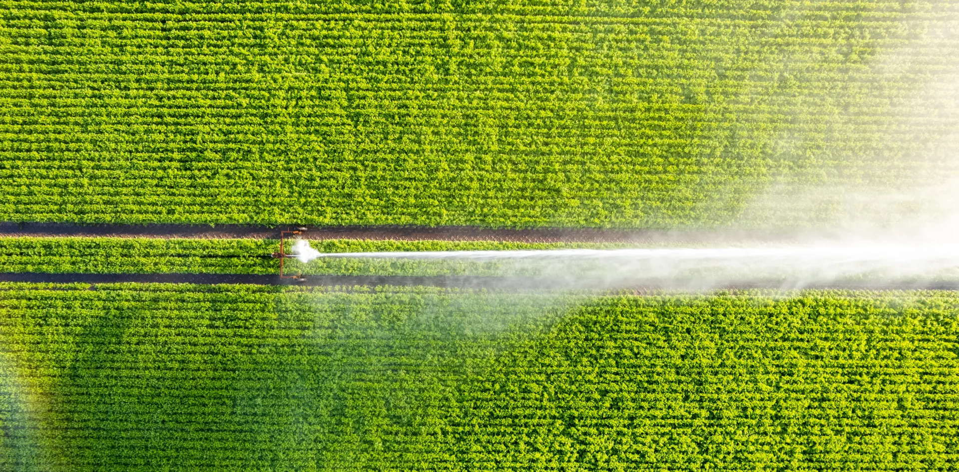 Irrigated Field